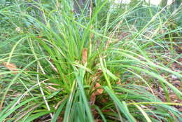 Image of <i>Carex cockayneana</i>