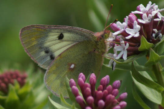 Imagem de Colias montium Oberthür 1886