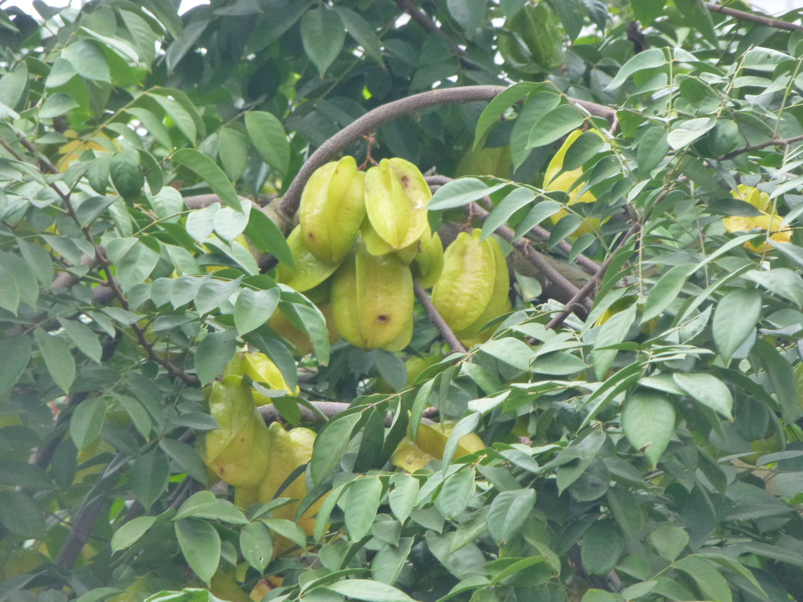 Image of carambola