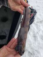 Image of Checker eelpout