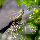 Image of Buffon's Turaco