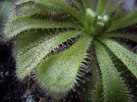 Image of Australian sundew