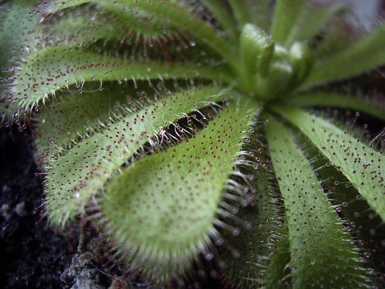 Image of Australian sundew