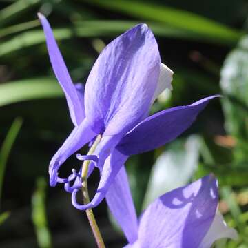 Image of fan columbine