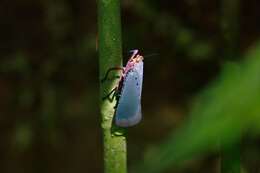 Image of Kalidasa nigromaculata (Gray 1832)