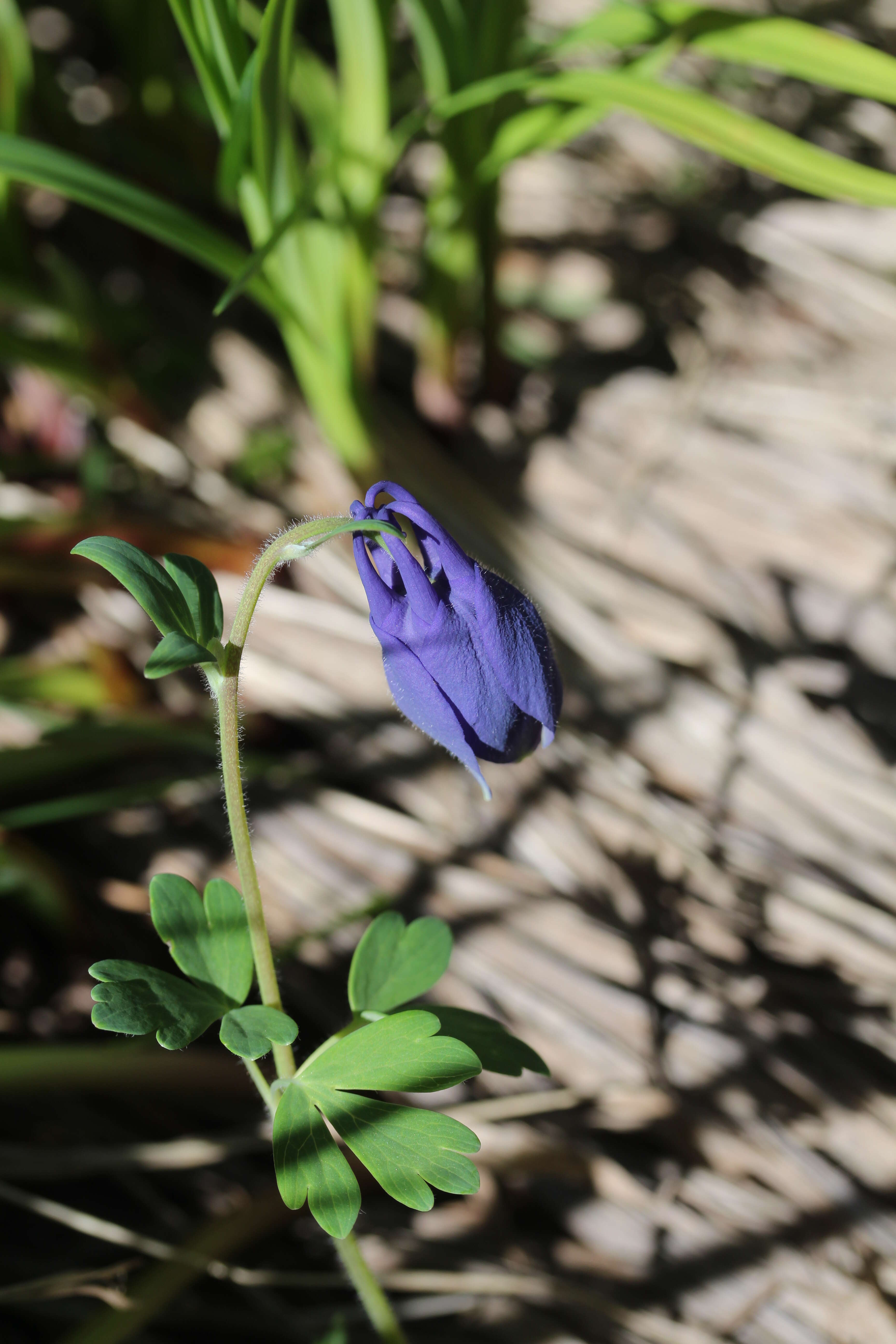 Image of fan columbine