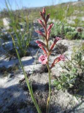 Image de Tritoniopsis dodii (G. J. Lewis) G. J. Lewis