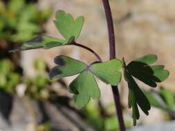 Image of fan columbine