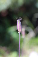 Image of fan columbine