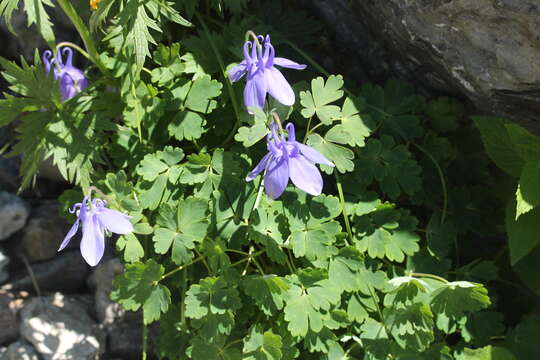 Image of fan columbine