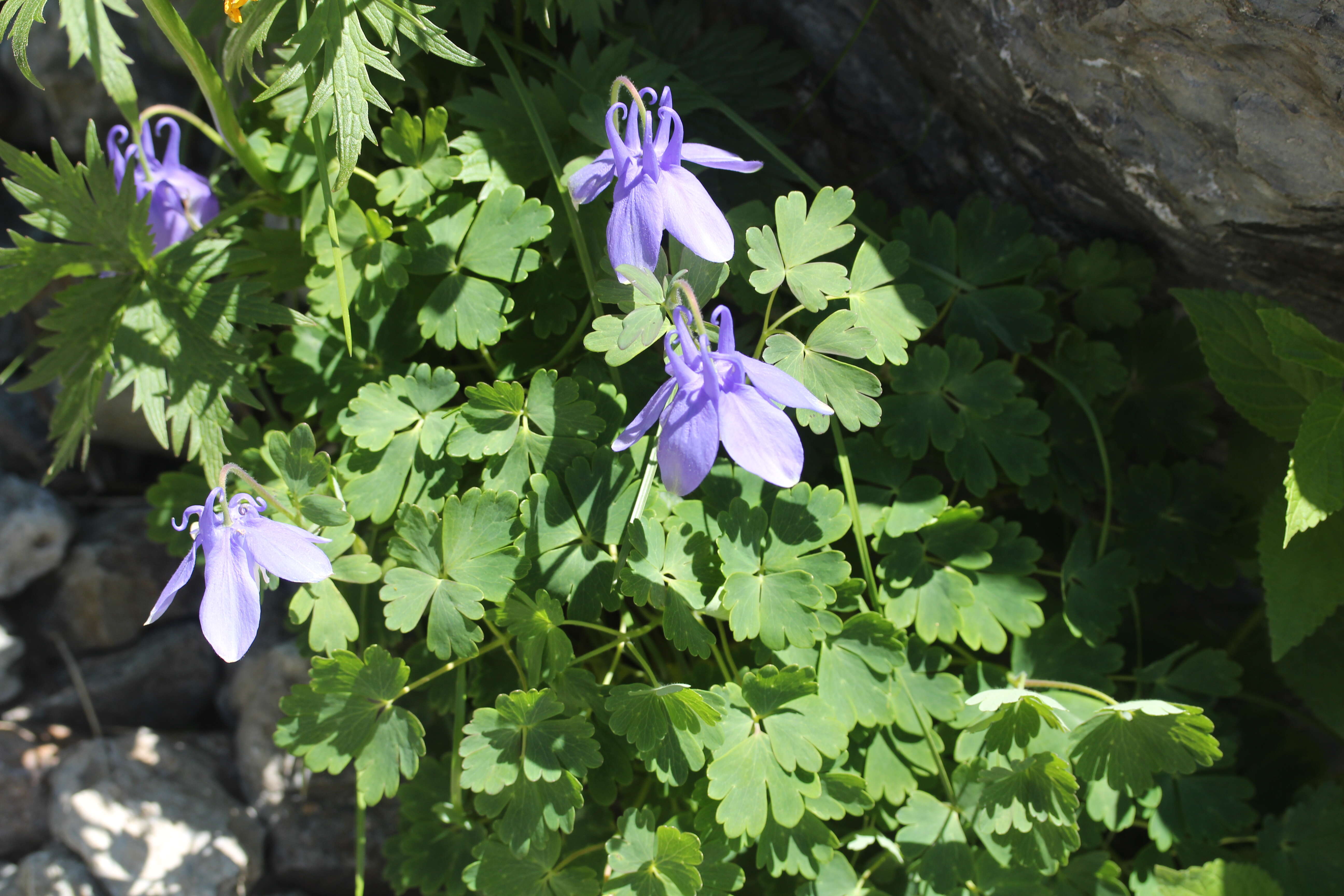 Image of fan columbine