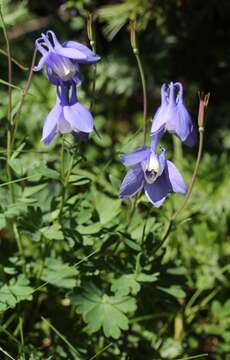 Image of fan columbine