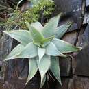 Aloe reynoldsii Letty resmi