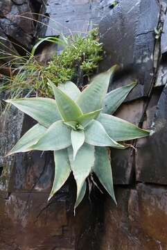 Aloe reynoldsii Letty resmi