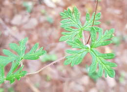 Image of Geranium potentillifolium DC.