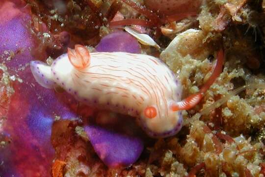 Image of Hypselodoris katherinae Gosliner & R. F. Johnson 2018