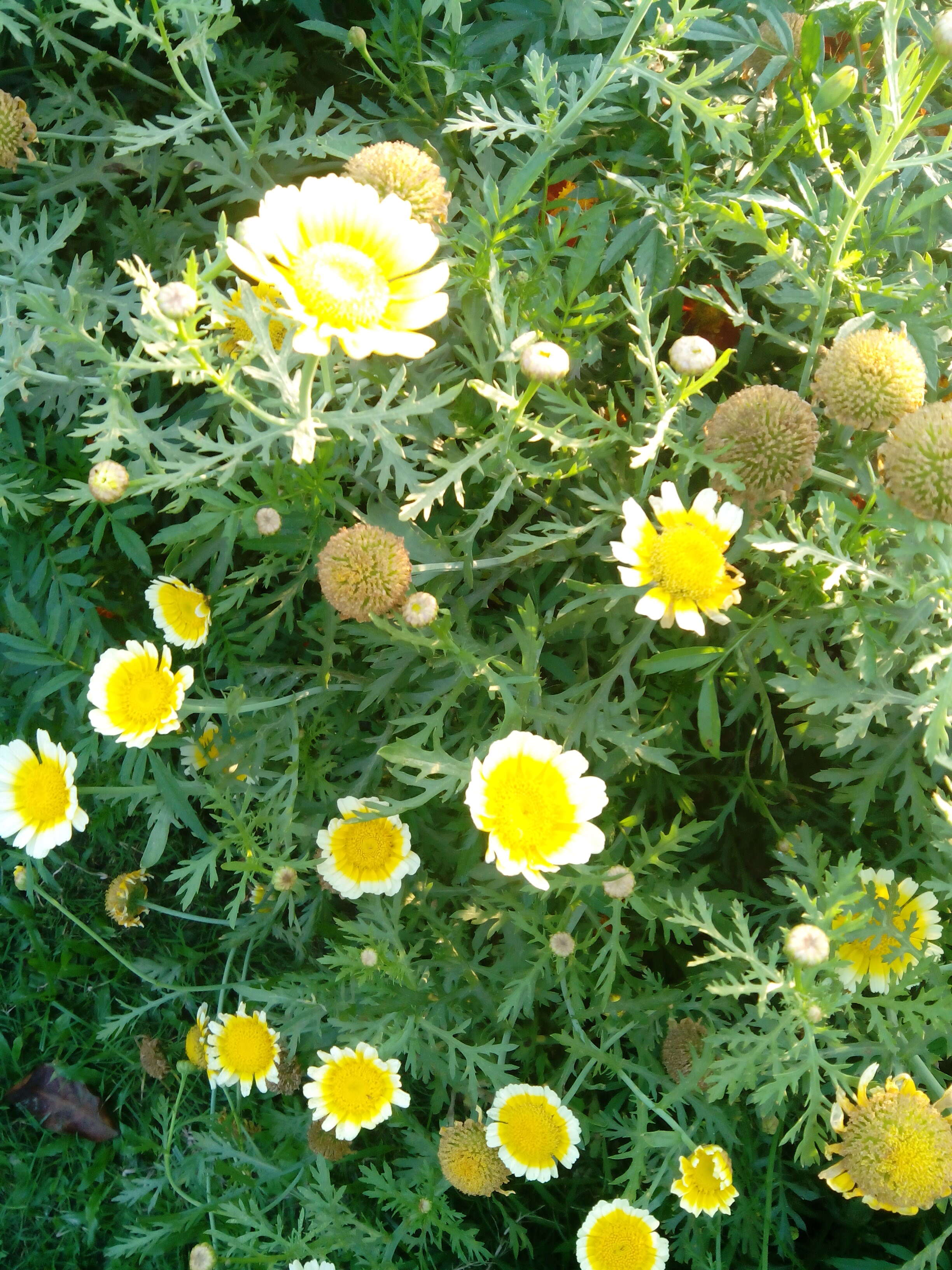 Слика од Glebionis coronaria (L.) N. N. Tzvel.