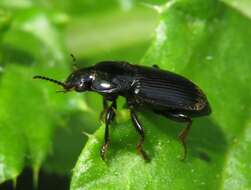 Anisodactylus (Anisodactylus) binotatus (Fabricius 1787) resmi