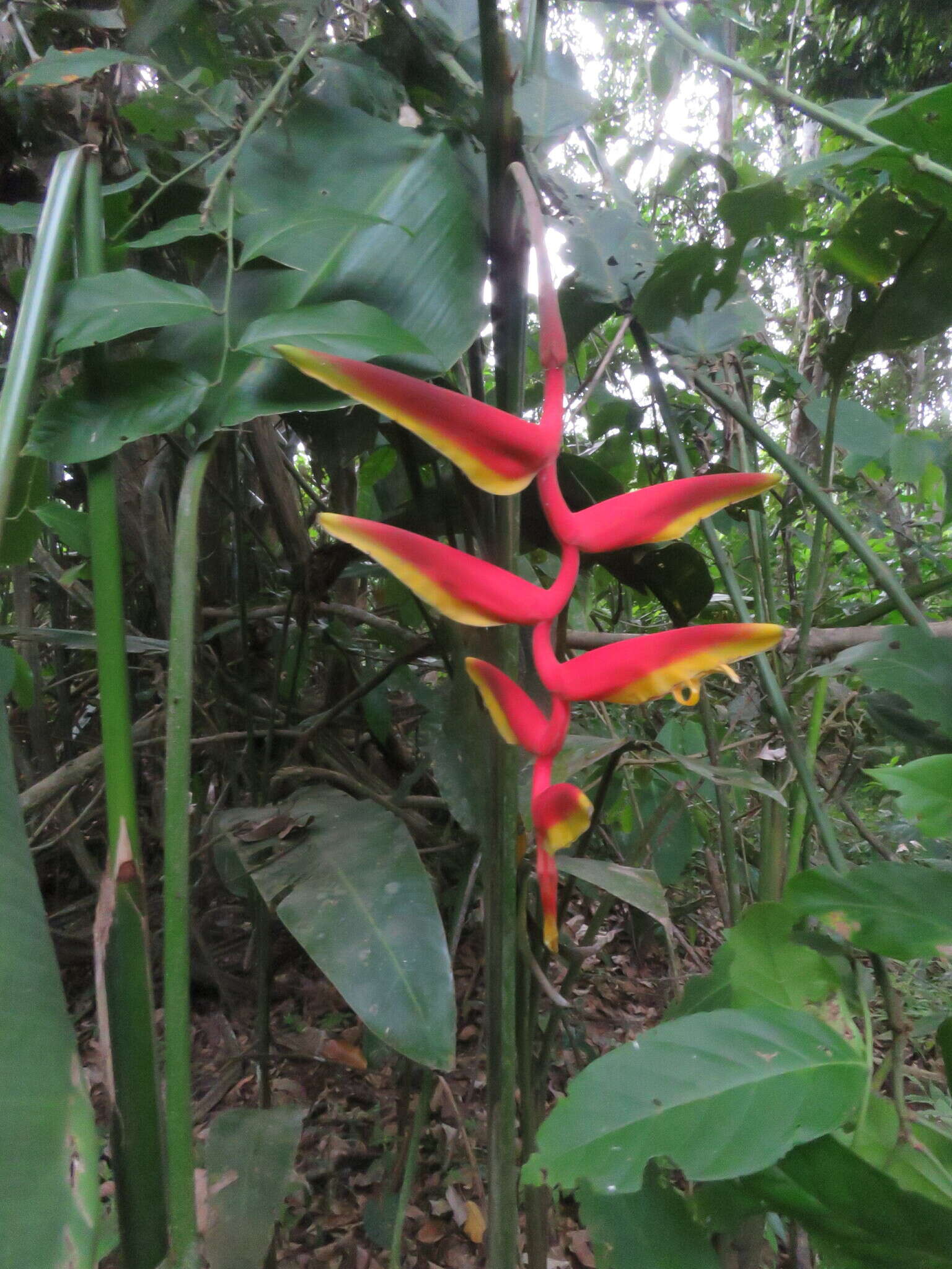 Image of Heliconia marginata (Griggs) Pittier