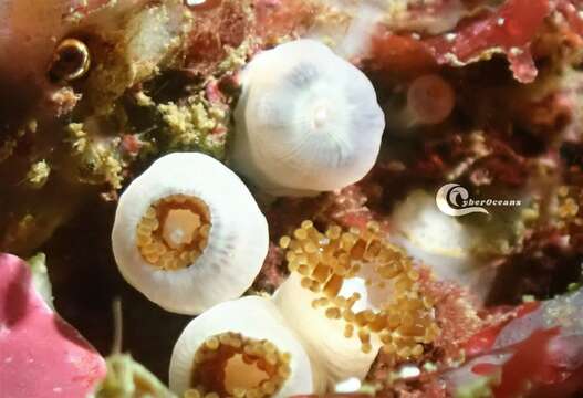 Image of Jewel anemone