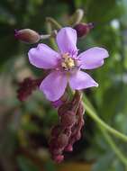 Image of Australian sundew