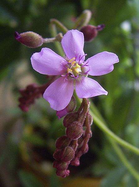 Image of Australian sundew