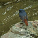 Image of Luzon Water Redstart