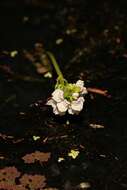 Image of Utricularia inflexa Forsskál