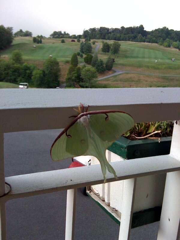 Image of Luna Moth