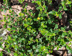 Image of Hibbertia aspera subsp. aspera