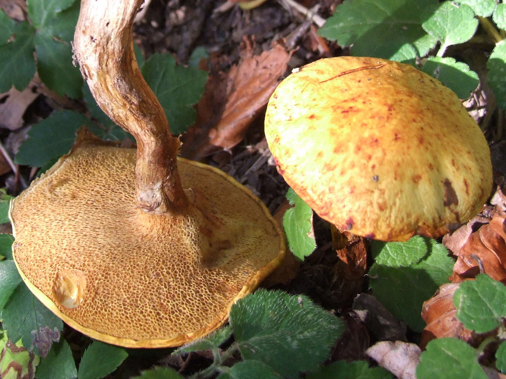 Image of Chalciporus piperatus