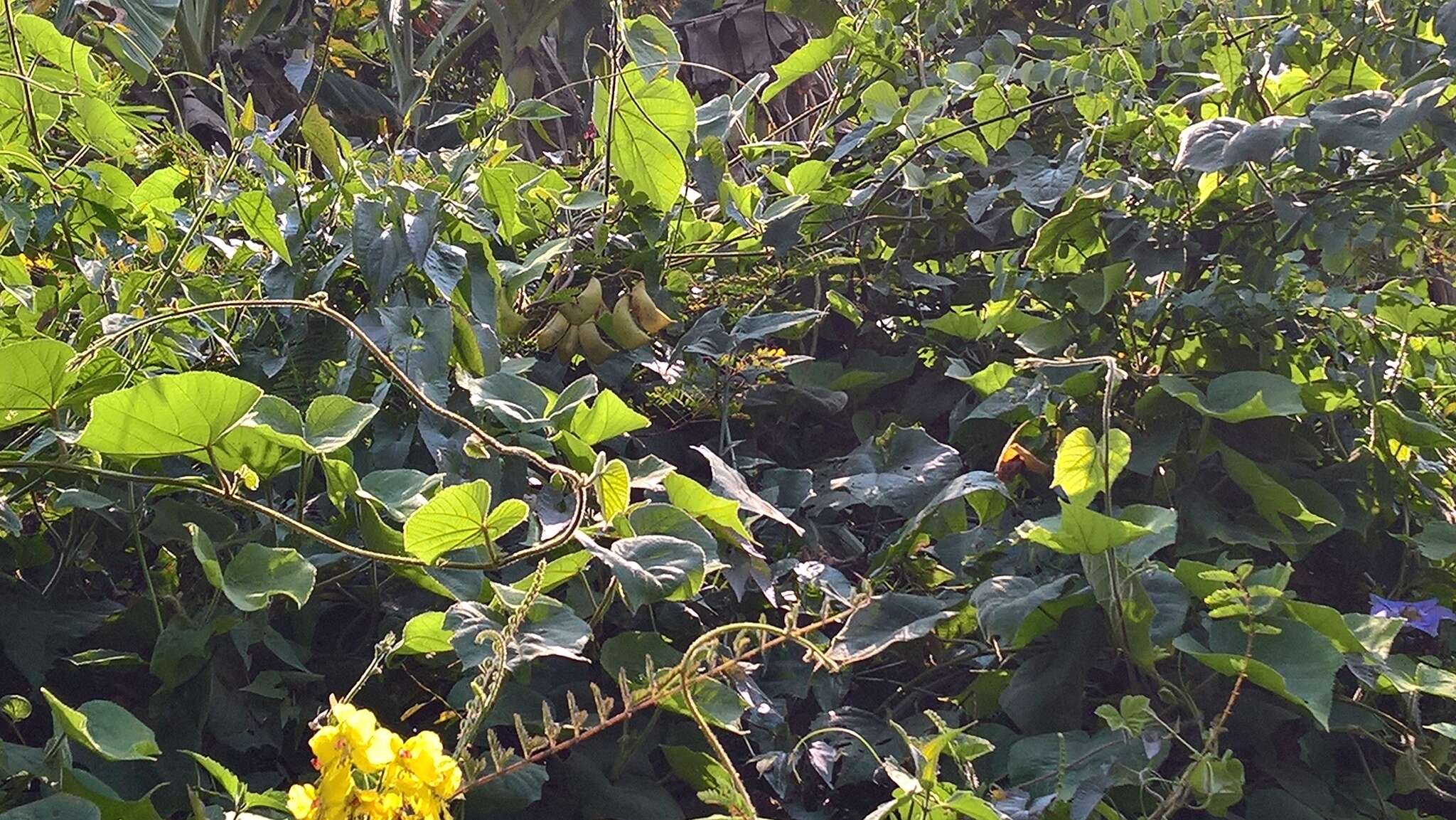 Image of <i>Hultholia mimosoides</i>