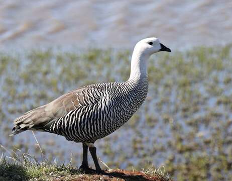 Image of magellan goose, upland goose