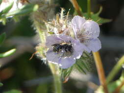 Dufourea mulleri (Cockerell 1898) resmi