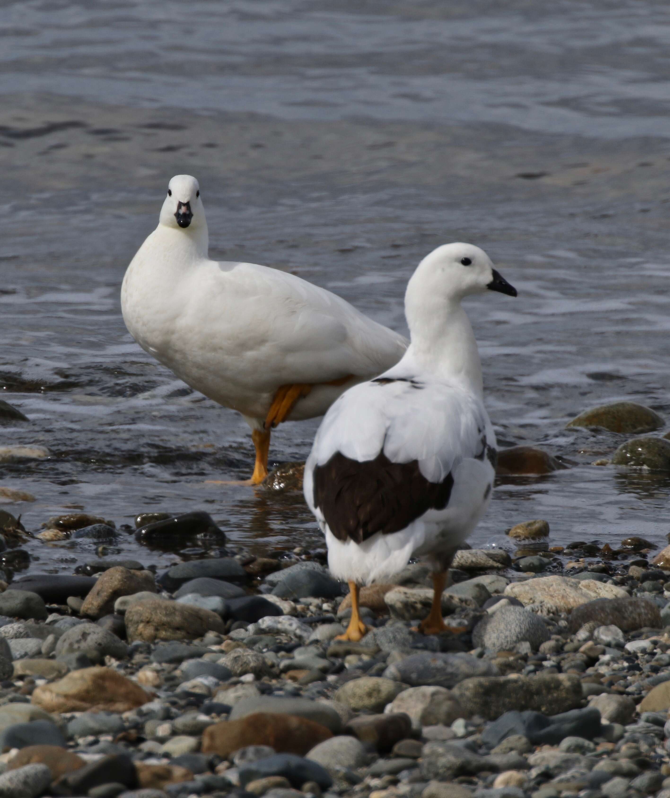 Image de Ouette marine