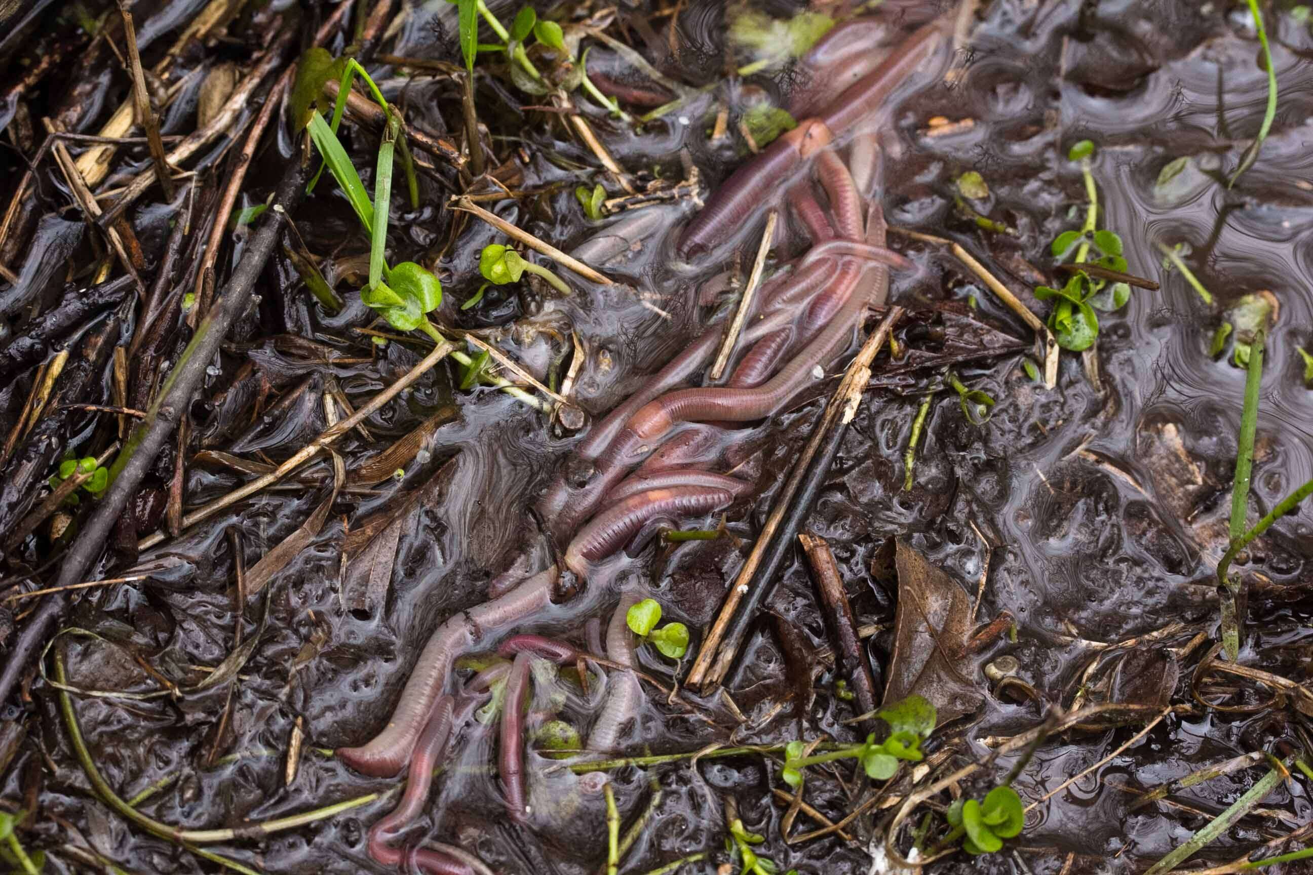 Image of earthworms