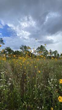 Image of prairie sunflower