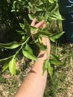 Image of buckthorn bully