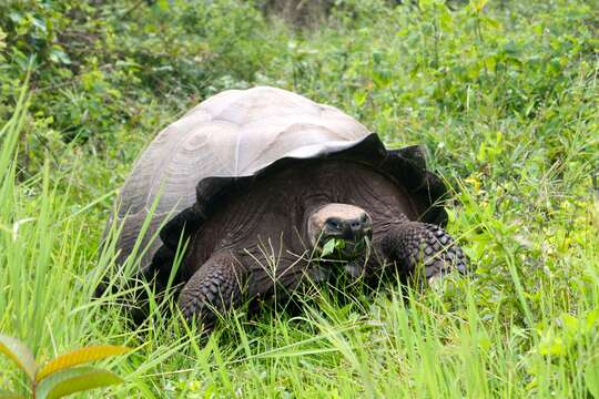 Image of easter Santa Cruz giant tortoise