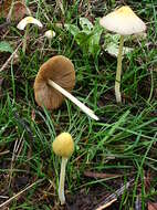 Image of Yellow Fieldcap