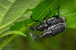 Image of Cercidocerus lateralis Fåhraeus 1845