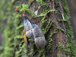 Pyrops pyrorhynchus (Donovan 1800) resmi