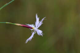 Image of Dianthus mooiensis subsp. kirkii (Burtt Davy) Hooper