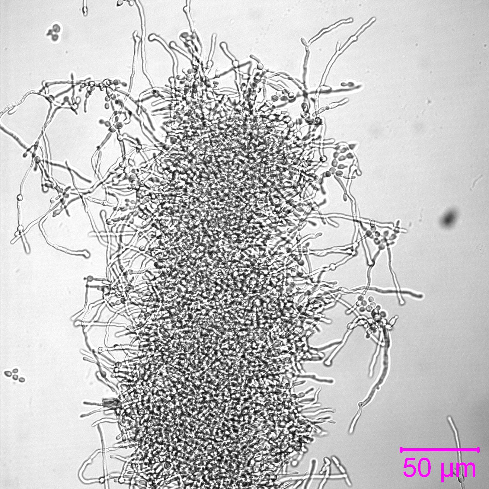 Image de Candida albicans (C. P. Robin) Berkhout 1923