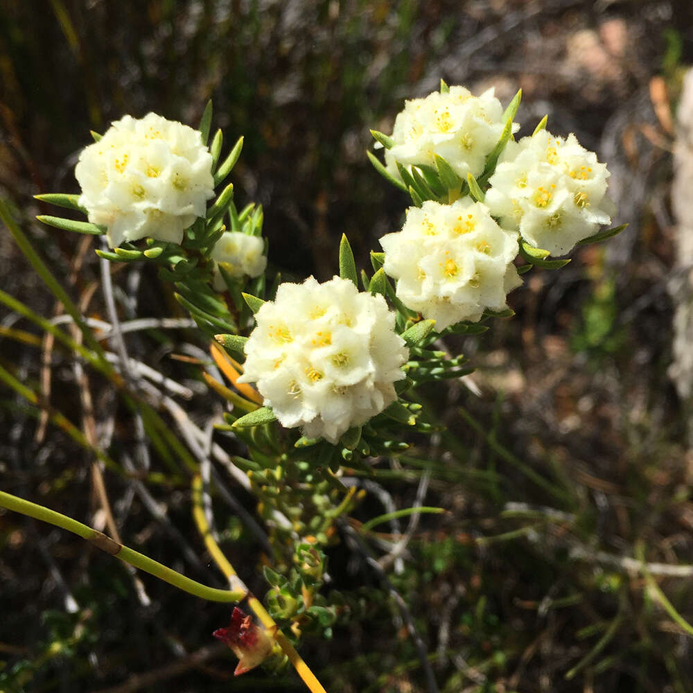 Image of Lachnaea densiflora Meissn.