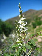 Imagem de Eysenhardtia peninsularis Brandegee