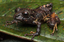 Image de Pristimantis orpacobates (Lynch, Ruiz-Carranza & Ardila-Robayo 1994)