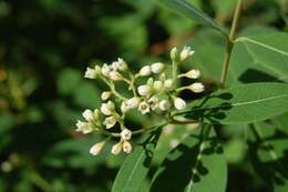 Image of Indian-hemp