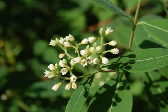 Plancia ëd Apocynum cannabinum L.