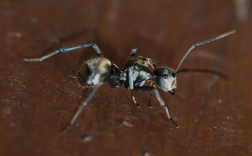 Image of Polyrhachis foreli Kohout 1989